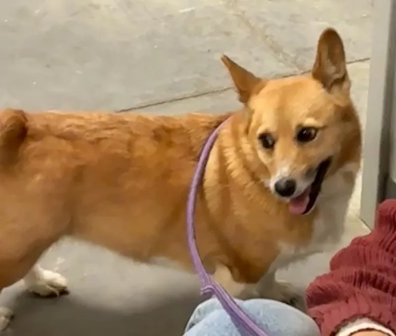 A young small-sized female Red / Chestnut / Orange Pembroke Welsh Corgi dog named Elizabeth for adoption in Cordova, TN