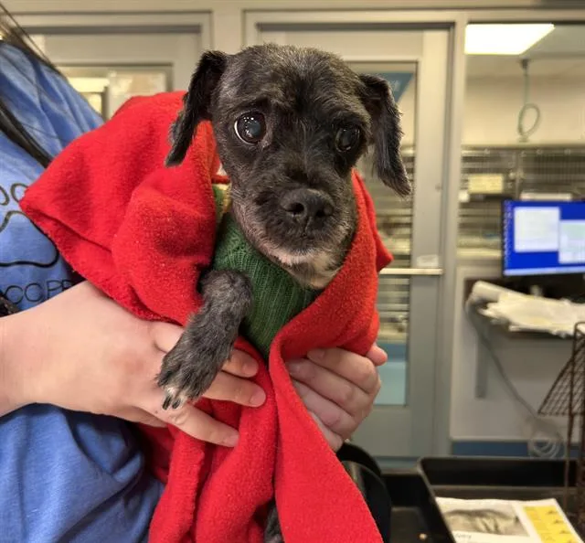 A senior small-sized male Poodle dog named Joey for adoption in Tucson, AZ