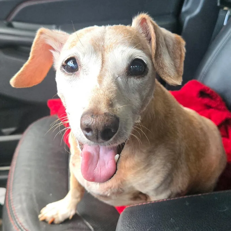 A senior small-sized female Yellow / Tan / Blond / Fawn Dachshund dog named Peanut for adoption in Ocala, FL