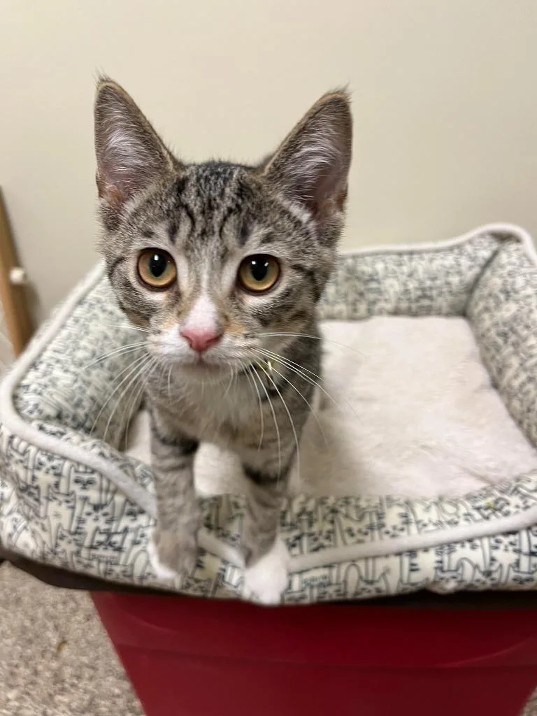 A baby small-sized female Domestic Short Hair cat named Orange Blossom for adoption in Fremont, OH