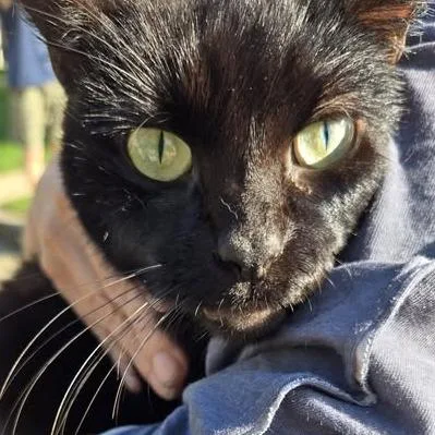 An adult medium-sized female Domestic Short Hair cat named Tauriel for adoption in Bristol, IN