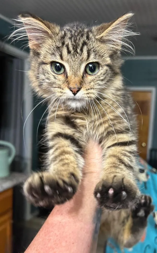Kitt