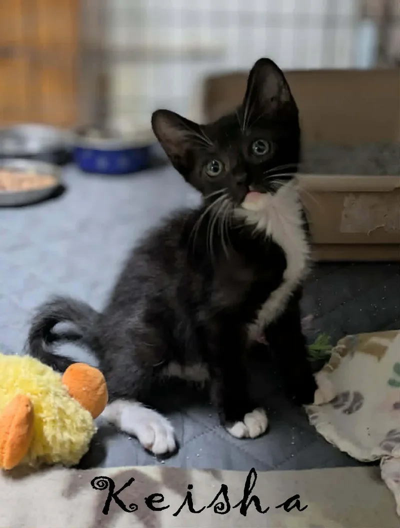 A baby medium-sized female Black & White / Tuxedo Domestic Short Hair cat named Keisha for adoption in Ozark, AL
