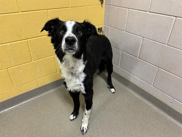 A senior large-sized male Border Collie dog named Bandit for adoption in Colorado Springs, CO