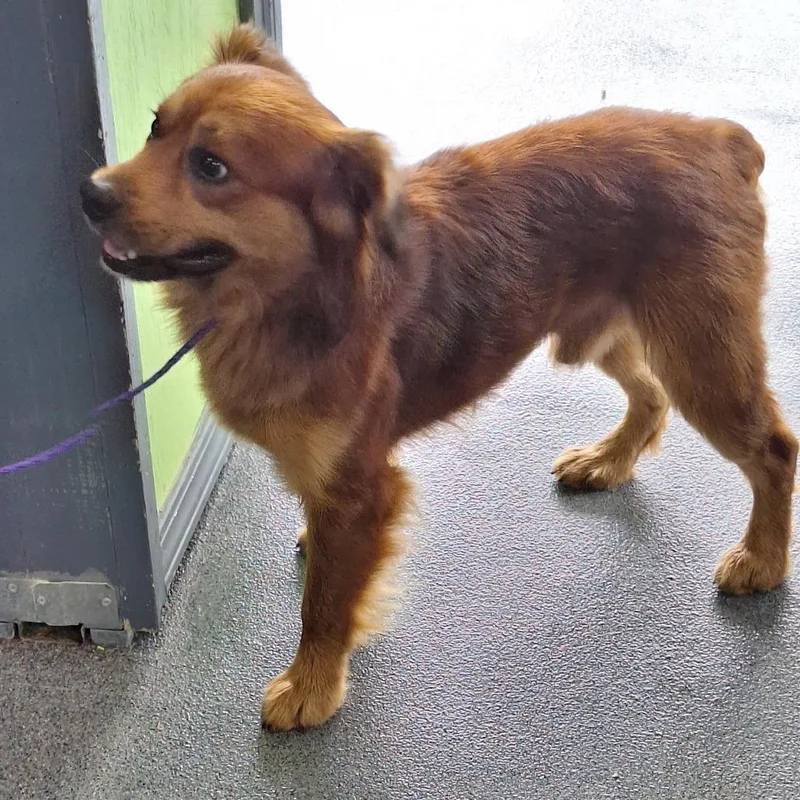 A baby medium-sized male Red / Chestnut / Orange Retriever dog named Red for adoption in Montgomery, AL
