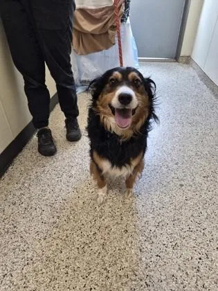 An adult medium-sized male Mixed Breed dog named Robert for adoption in Clarks Summit, PA