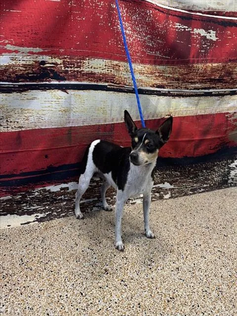 A young small-sized female Chihuahua dog named Sara for adoption in Miami, FL