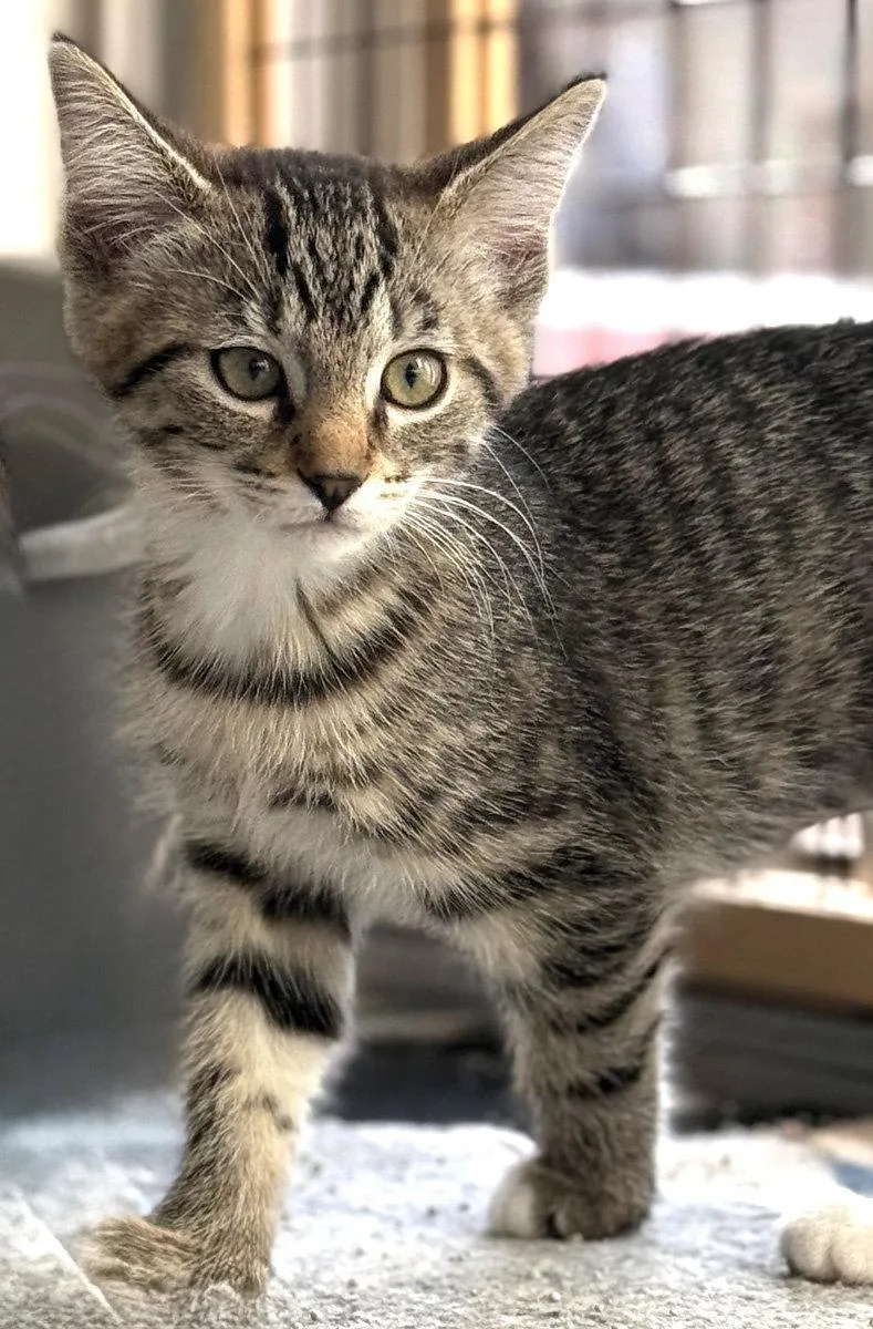A baby medium-sized female Domestic Short Hair cat named Chrissie for adoption in Ventura, CA