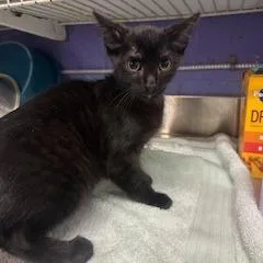 A baby small-sized male Black Domestic Short Hair cat named Biscuit for adoption in Enterprise, AL