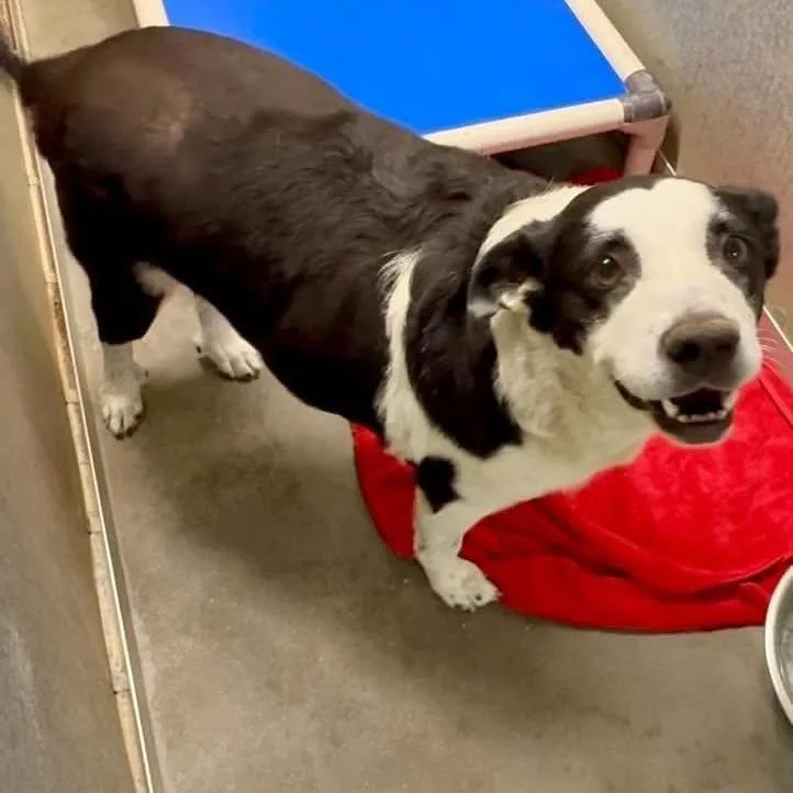 An adult large-sized female Mixed Breed dog named Bondi for adoption in Washington Township, OH