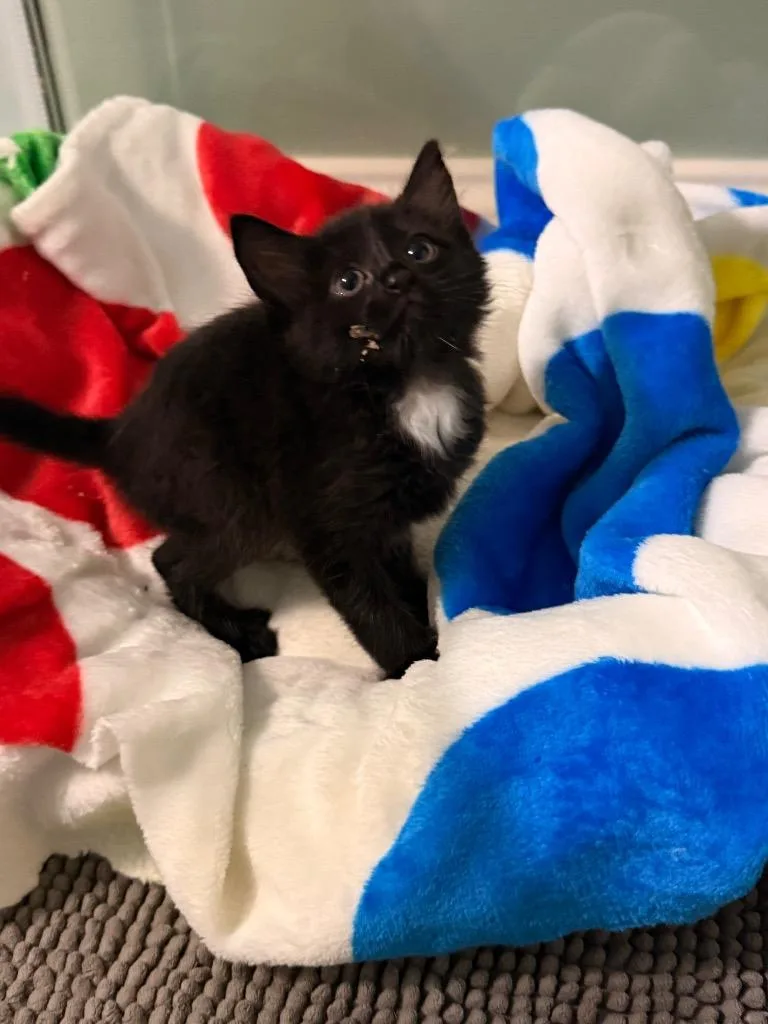 A baby medium-sized female Domestic Short Hair cat named Mikan for adoption in Newnan, GA