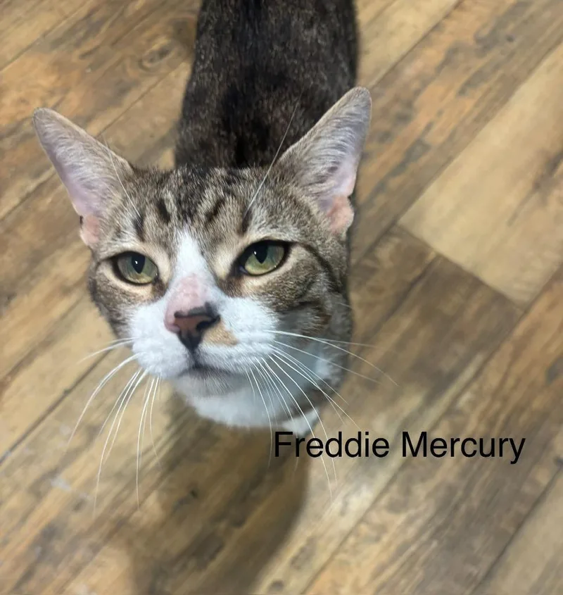 A young medium-sized male Domestic Short Hair cat named Freddie Mercury for adoption in Cambridge, MD