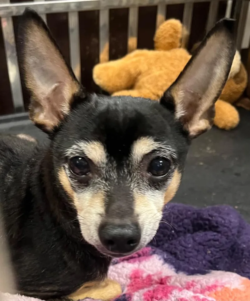 An adult medium-sized male Miniature Pinscher dog named Garza for adoption in Saginaw, MI
