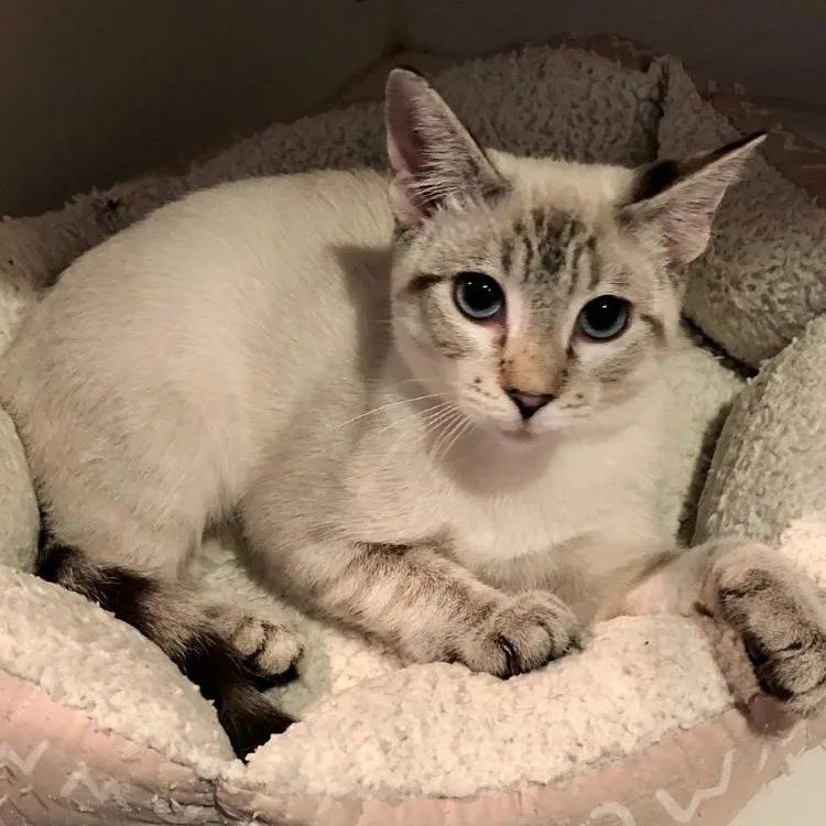 A baby large-sized female Domestic Short Hair cat named Riley for adoption in Lodi, CA
