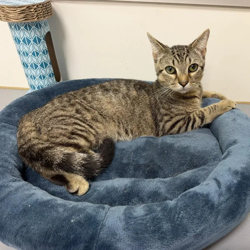 A young medium-sized male Domestic Short Hair cat named Skeeter for adoption in Jessup, MD