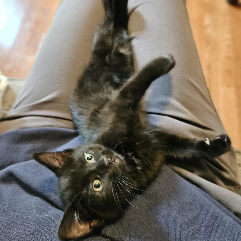 A young medium-sized female Black Domestic Short Hair cat named Pepper for adoption in Richmond, VA