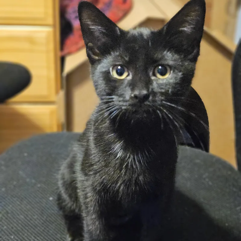 Pepper thumbnail 2