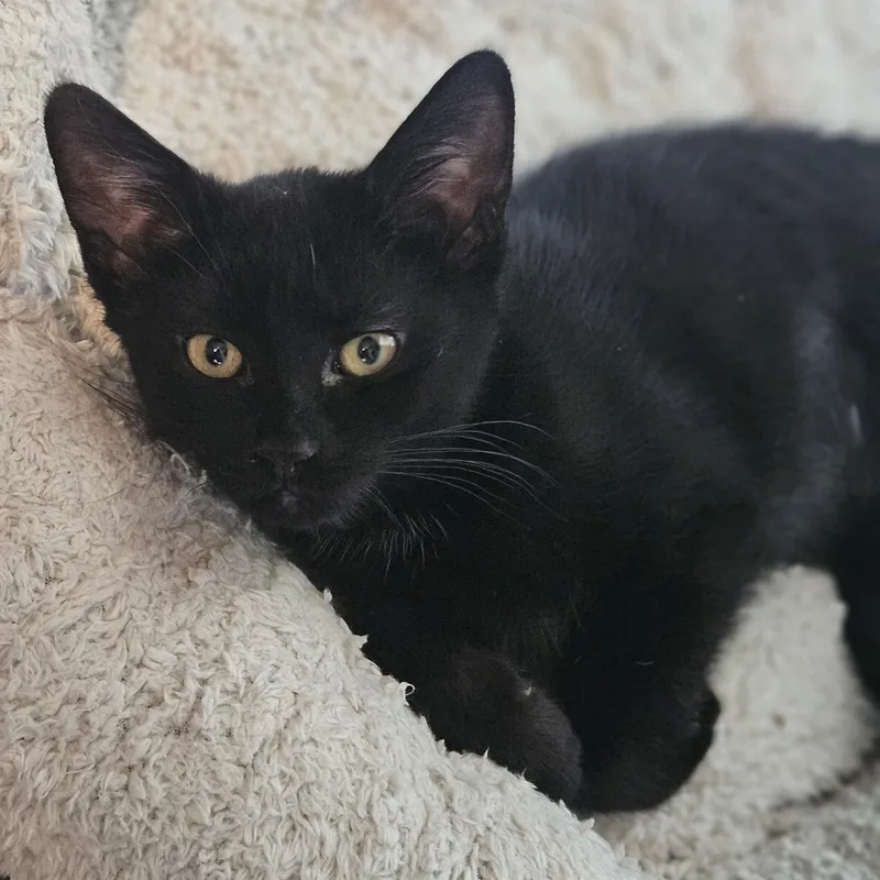 Pepper thumbnail 3