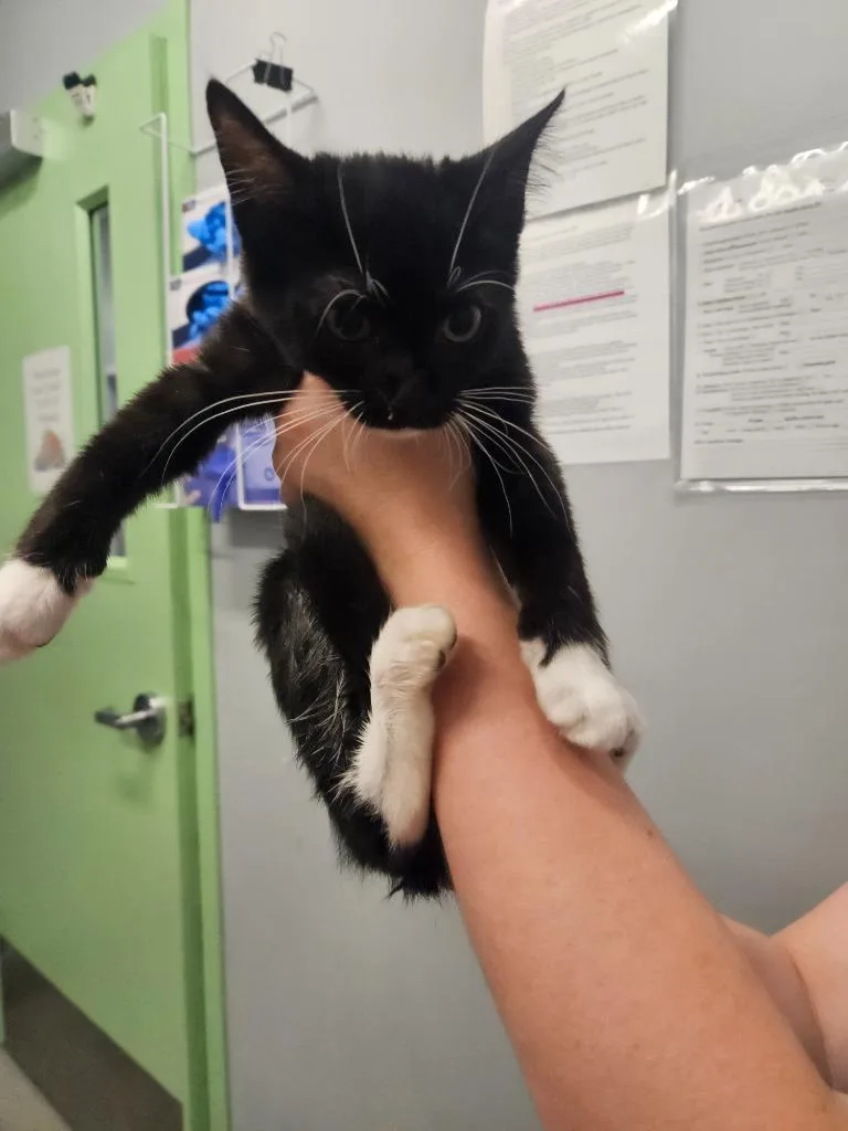 A baby small-sized female Domestic Short Hair cat named Fia for adoption in Bloomington, IN