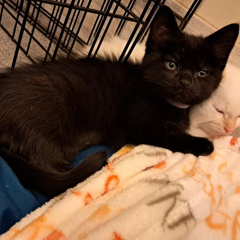 A baby small-sized female Black Domestic Short Hair cat named Lulu for adoption in Concord, NH