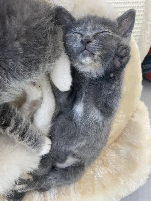 A baby small-sized female Domestic Short Hair cat named Ground Squirrel for adoption in Dublin, CA