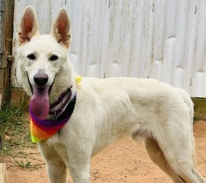 A young large-sized male Siberian Husky dog named Jon Snow $ for adoption in Seneca, SC