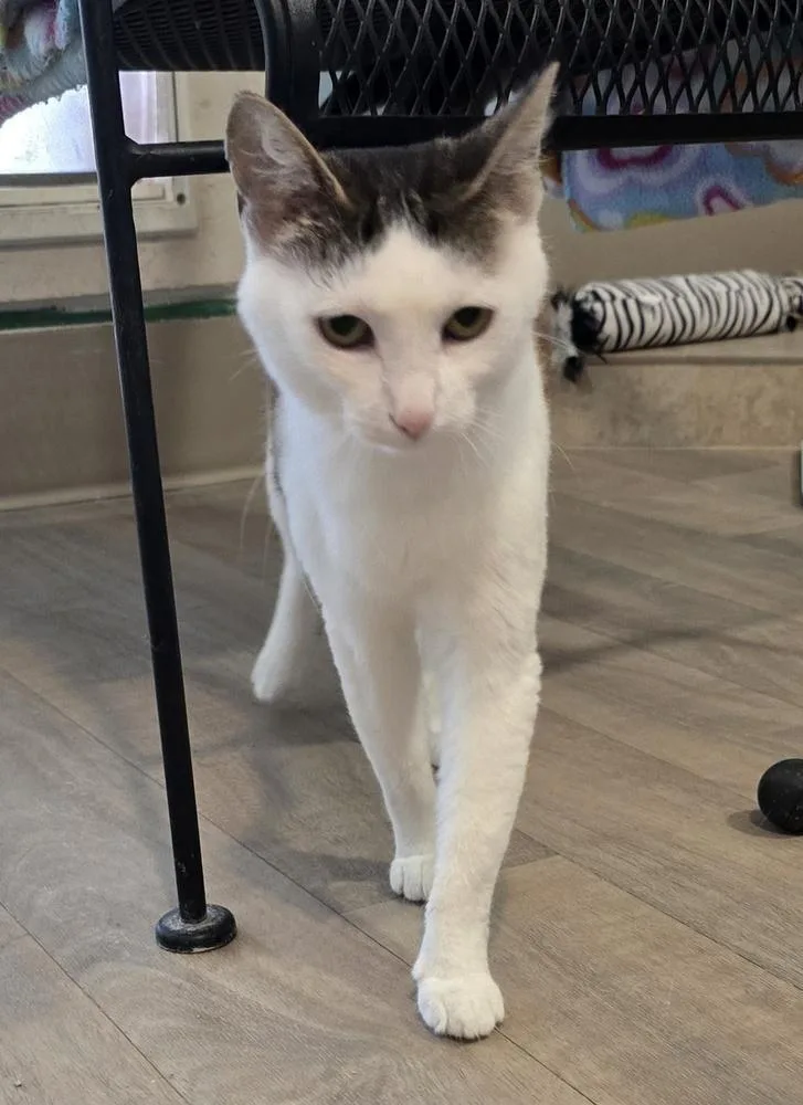 An adult large-sized female Black & White / Tuxedo Domestic Short Hair cat named Rosebud for adoption in Vancouver, WA