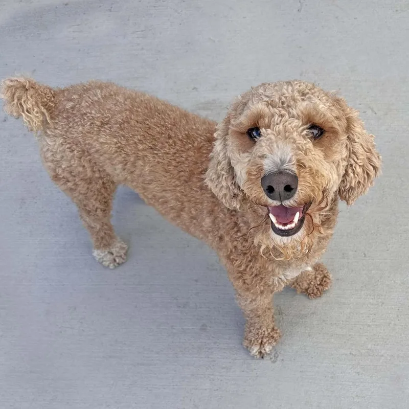 An adult small-sized male Apricot / Beige Mixed Breed dog named Sanders for adoption in Hailey, ID