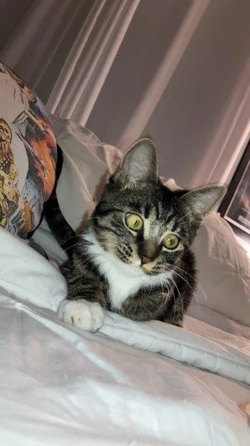 Luz  Survivor thumbnail 2