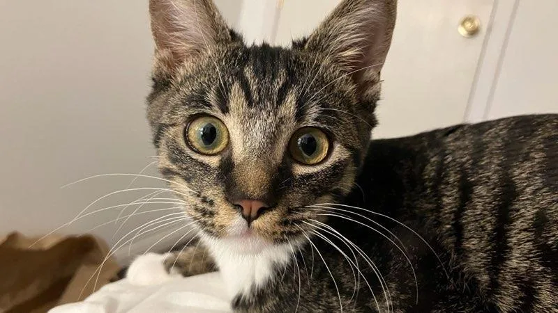 Luz  Survivor thumbnail 3