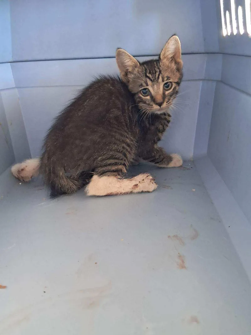 Luz  Survivor thumbnail 4