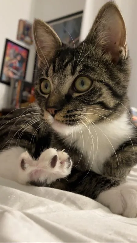 Luz  Survivor thumbnail 5