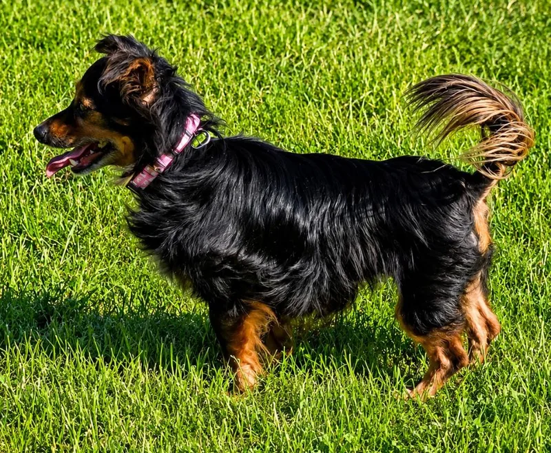 Marley