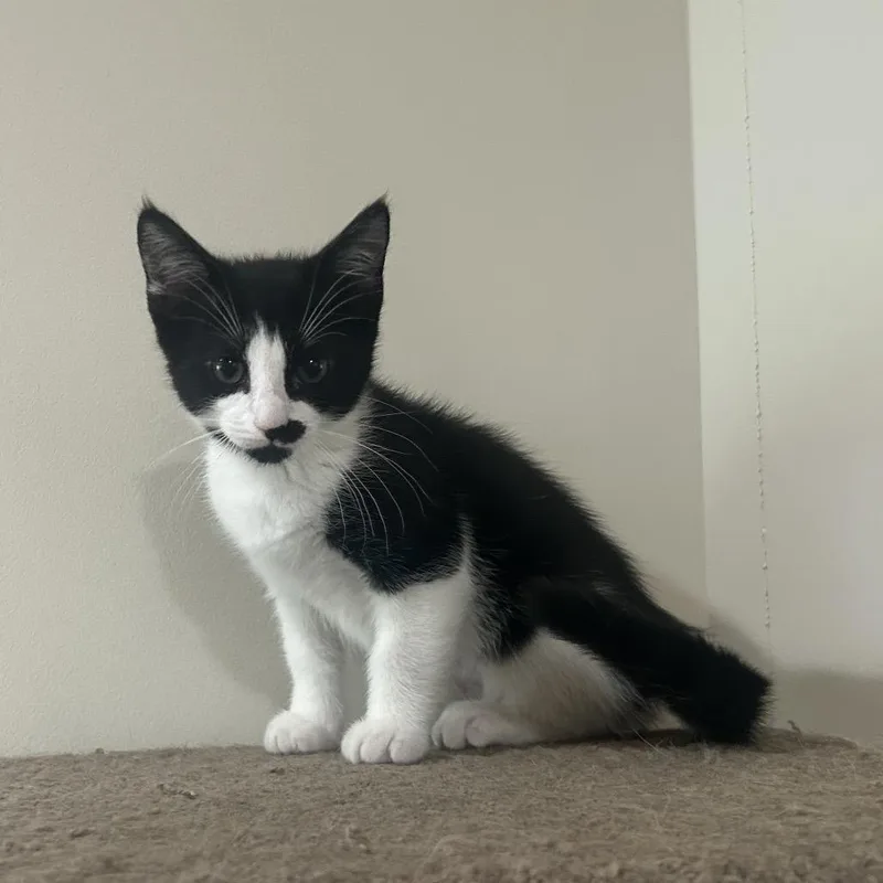 A baby small-sized female Domestic Short Hair cat named Milano for adoption in Woodstock, GA