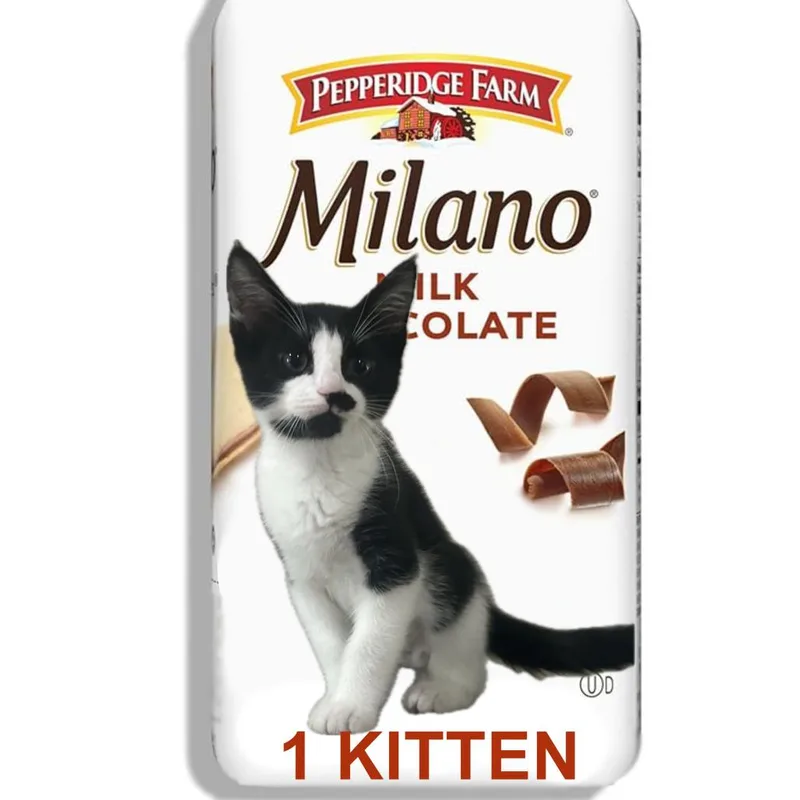 Milano thumbnail 2