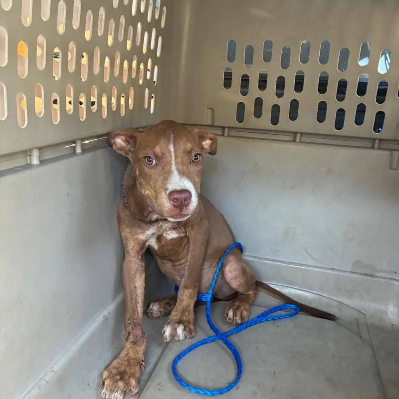 A young medium-sized male Brown / Chocolate Terrier dog named Watson for adoption in Montgomery, AL