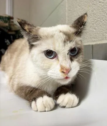 An adult medium-sized female Domestic Short Hair cat named Elvira for adoption in Nashville, TN