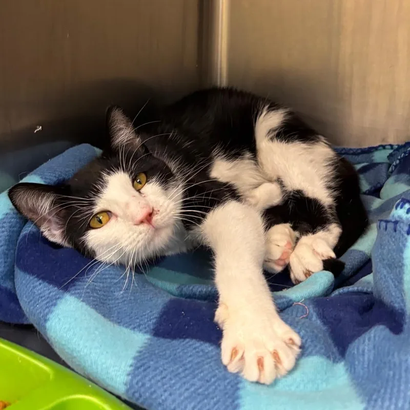 A young medium-sized male Black Domestic Short Hair cat named Goatzilla for adoption in Davenport, IA