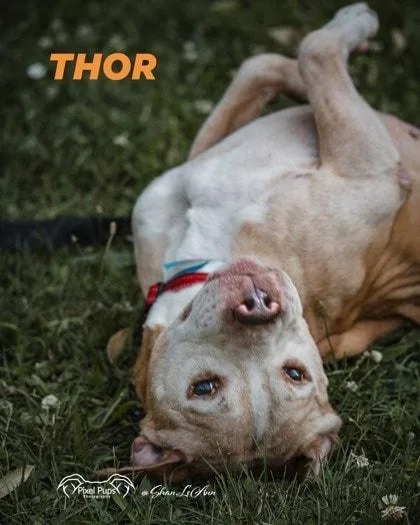 Thor thumbnail 3