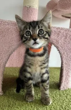 A baby medium-sized male Tabby (Brown / Chocolate) Domestic Short Hair cat named Will for adoption in oceanside, CA