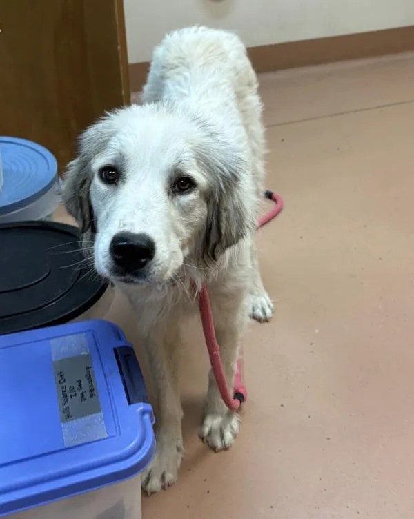 A young extra large-sized female Great Pyrenees dog named Opal for adoption in Kennewick, WA