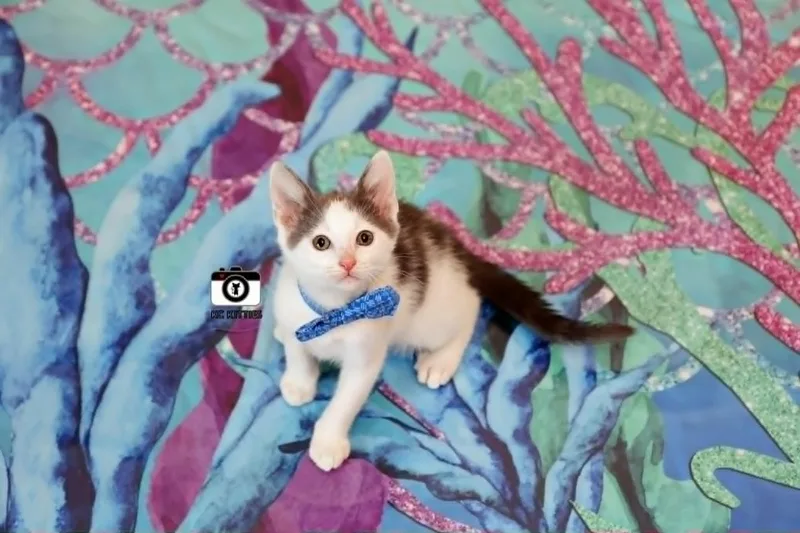 A baby medium-sized male White Domestic Short Hair cat named Phoenix for adoption in Overland Park, KS