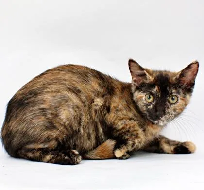 A baby small-sized female Domestic Short Hair cat named Posie for adoption in Morton Grove, IL