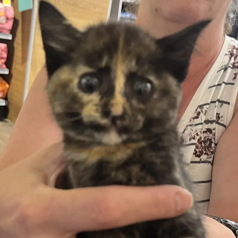 A baby small-sized female Tortoiseshell Domestic Short Hair cat named Suki for adoption in Sioux Falls, SD
