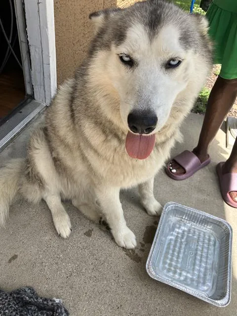 An adult large-sized female Mixed Breed dog named Diana for adoption in Dallas, TX