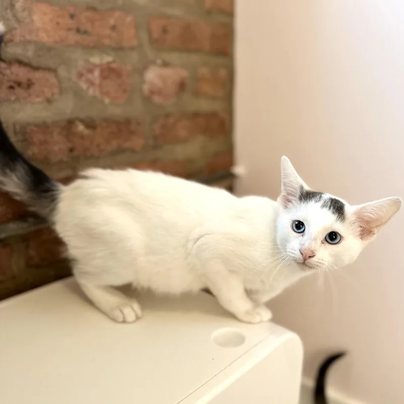 A baby small-sized male White Domestic Short Hair cat named Oslo for adoption in Forest Park, IL