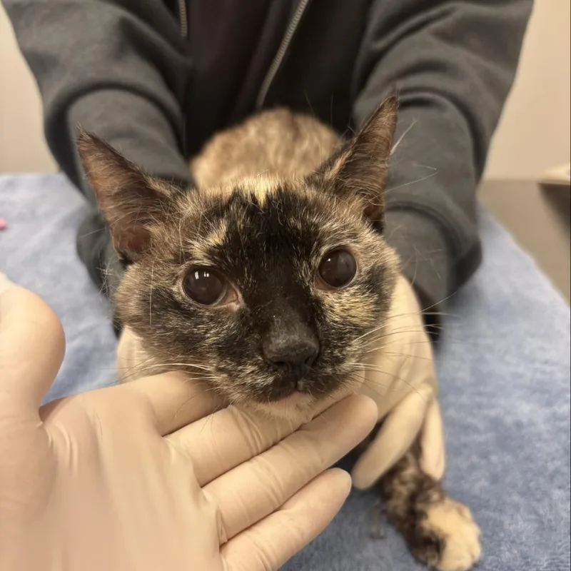 A senior medium-sized female Gray / Blue / Silver Domestic Short Hair cat named Dot for adoption in Jacksonville, FL