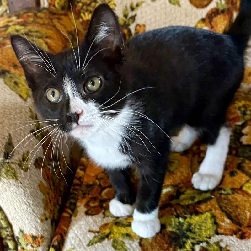 A young medium-sized male Black & White / Tuxedo Domestic Short Hair cat named Viral for adoption in Akron, OH