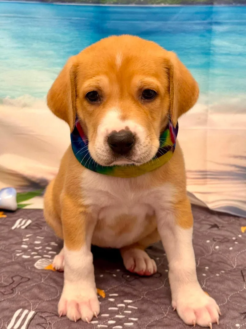 A baby large-sized female Golden Great Pyrenees dog named Dianelys Maria "Dee" Valladares for adoption in Kiowa, OK