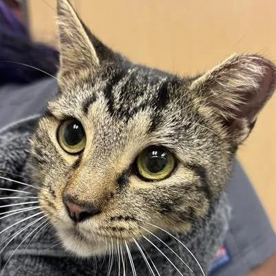An adult medium-sized female Brown / Chocolate Domestic Short Hair cat named Keke for adoption in Jacksonville, FL